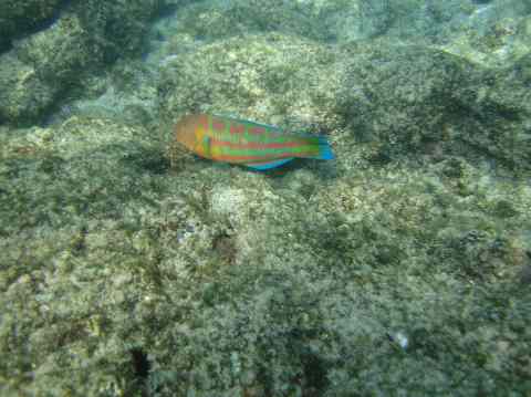 coloful fish in Kona